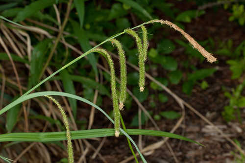 Carex pendula #15